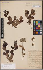 Foto von Salix aurita L.